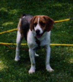 Picture 9: Beagle Image with 200 mV Read Noise