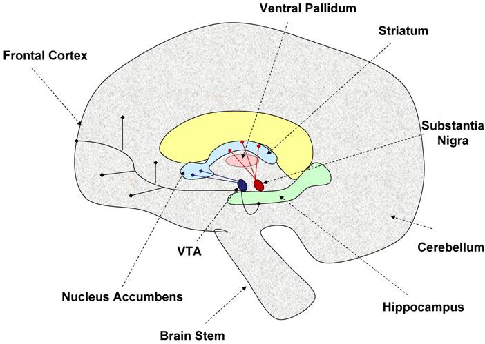 File:Pallidum.jpg