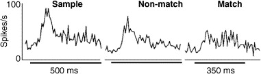 File:Repetition supression.jpg