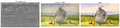 Thumbnail for version as of 06:01, 13 December 2024