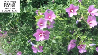 Blurry Image