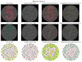 Thumbnail for version as of 11:28, 13 December 2024