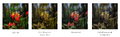 Thumbnail for version as of 00:53, 13 December 2024