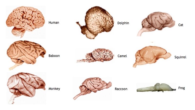 File:Species gyrification.jpg