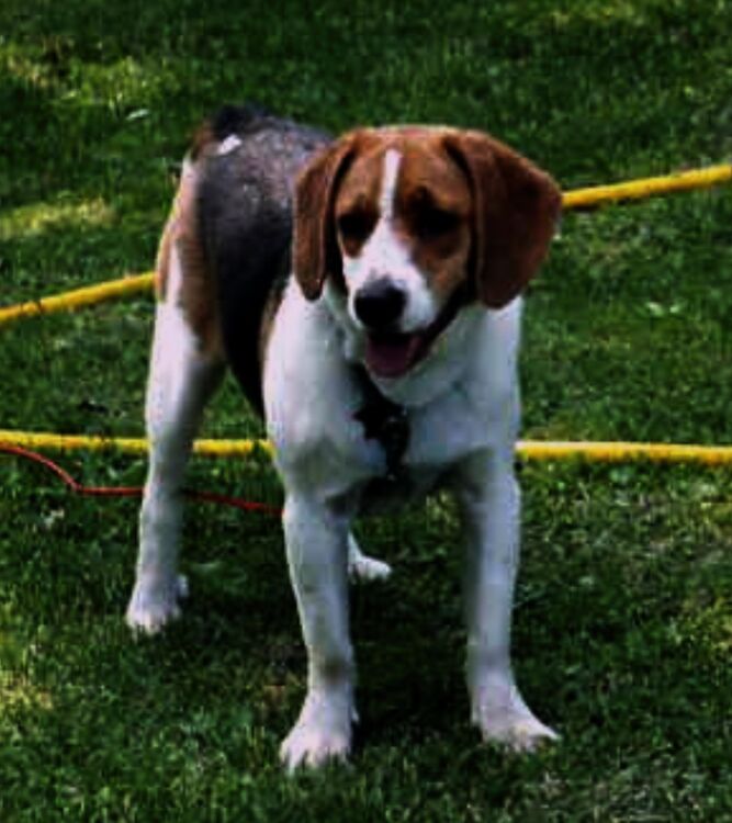 Picture 4: Beagle Image with F/4 and Focal length of 50 mm
